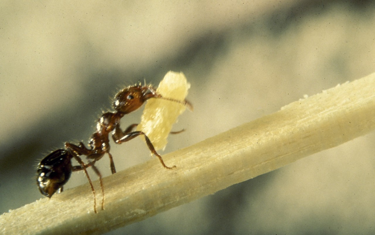 Выносливого муравья можно узнать по его грузу