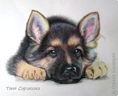 Картина панно рисунок Рисование и живопись Тренируюсь на щенках  Пастель фото 6