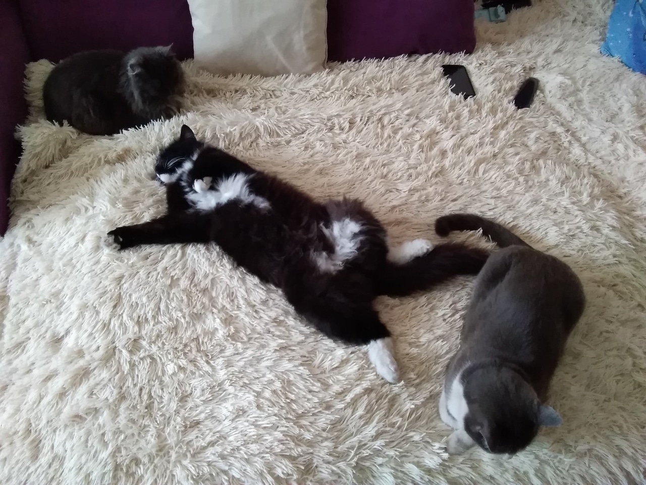 помощь котенку коты на кровати
