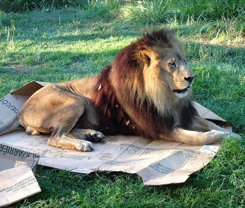 bigcatsinboxes03 Большие котики тоже любят коробки