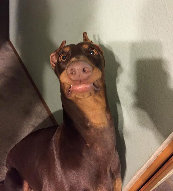 udivlennye zhivotnye foto 4