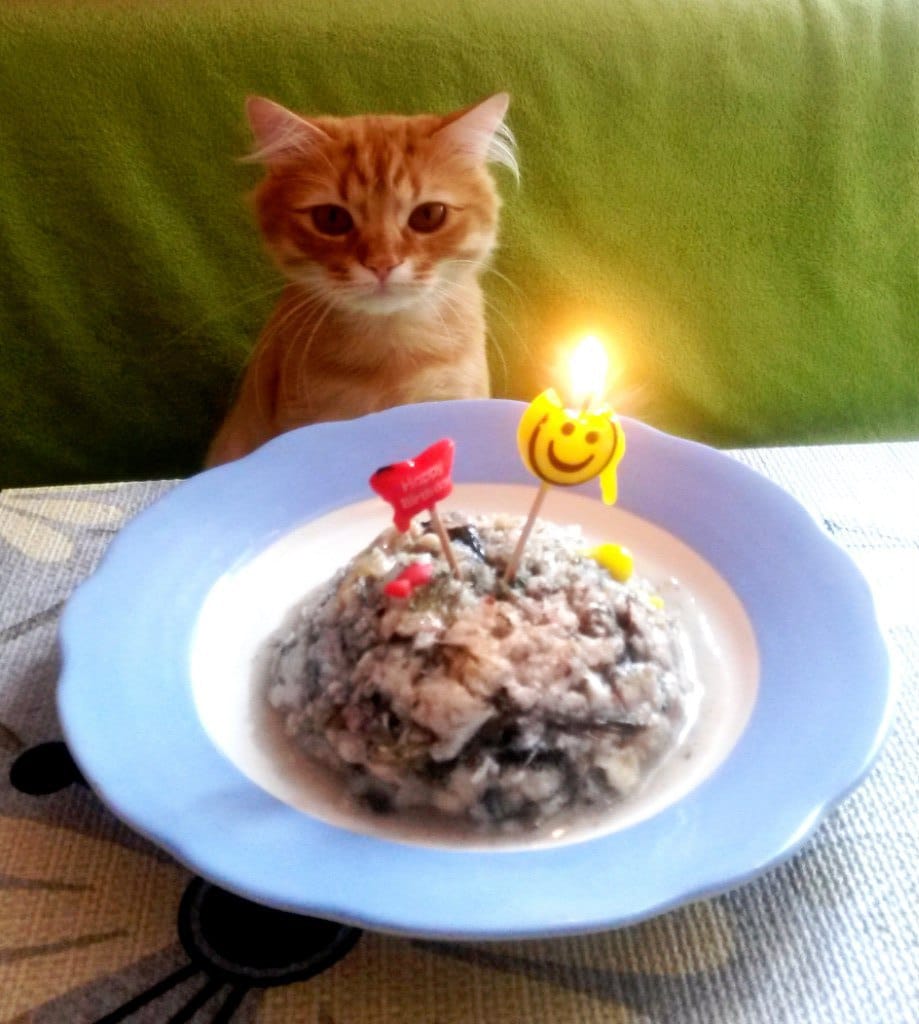 дом для котенка день рождения у кота