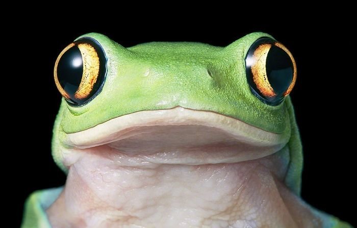 30. Желтоглазая древесная лягушка 30. Желтоглазая древесная лягушка вымирающие животные, животные, животные фото, исчезающие виды, исчезающие животные, редкие виды, редкие животные, угроза исчезновения