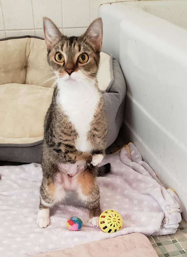 больная кошка больная кошка