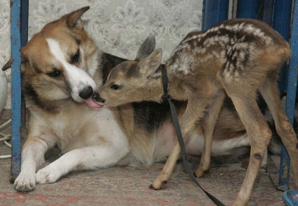 AnimalOddCouples 1    