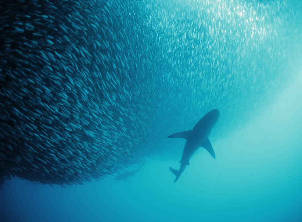 12107 Фотоработы Дэвида Дубиле