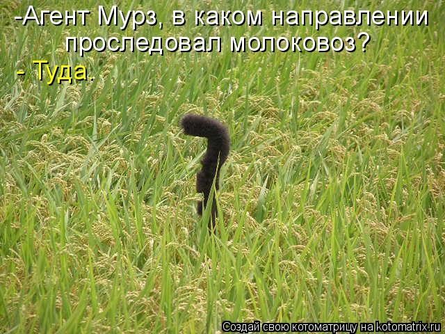 Самые смешные котоматрицы для хорошего настроения) Самые смешные котоматрицы для хорошего настроения)