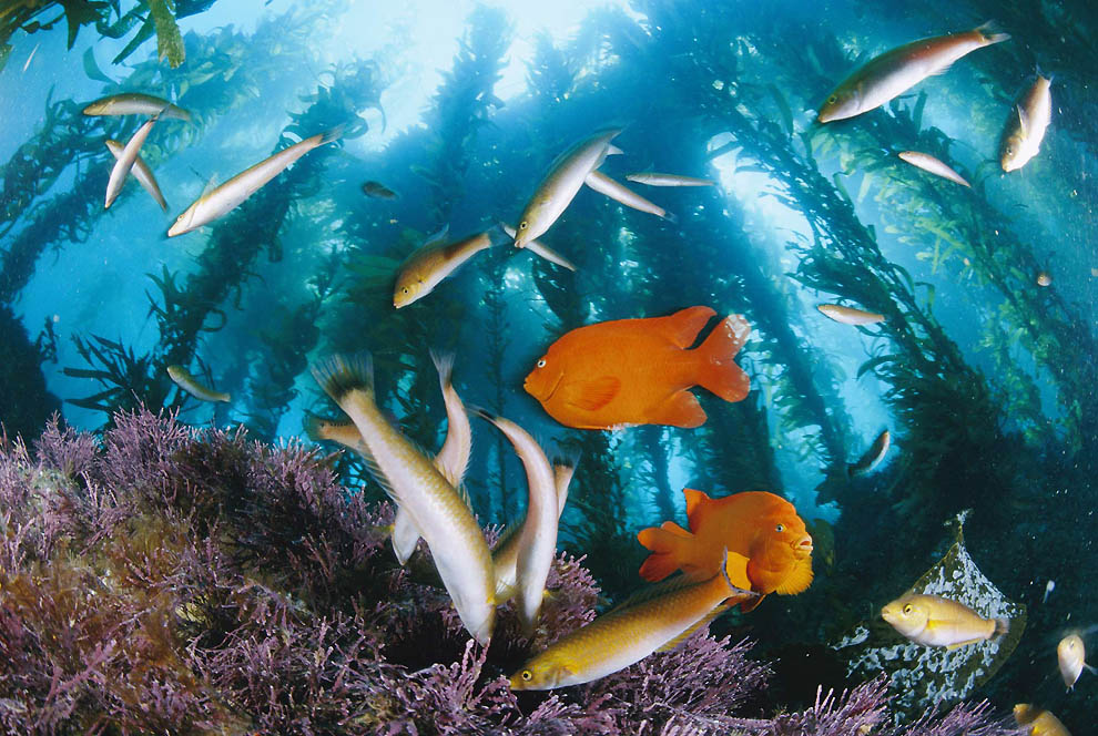 2242 Фотоработы Дэвида Дубиле