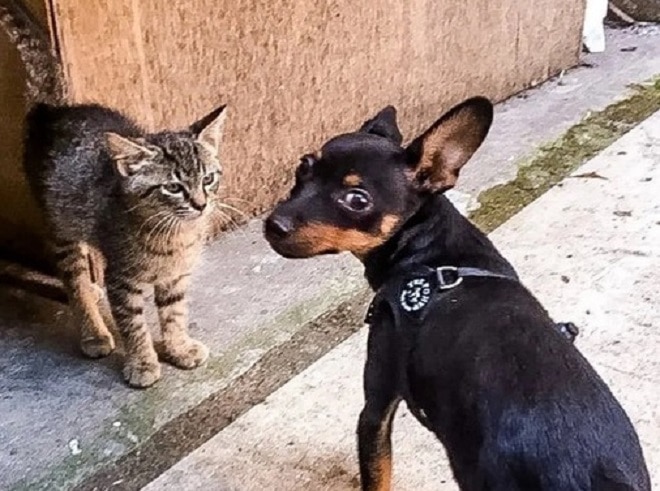 Встреча котенка с собакой Котенок и собака
