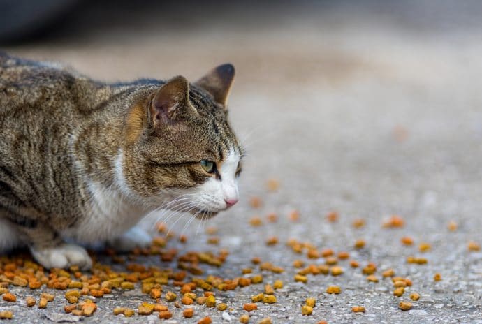 корм для котов кот ест корм