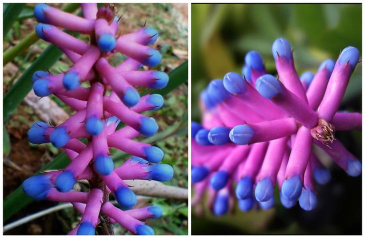 Бромелия спичечная (Bromeliad: Matchstick) красота, особенные, природа, растения, флора, цветы