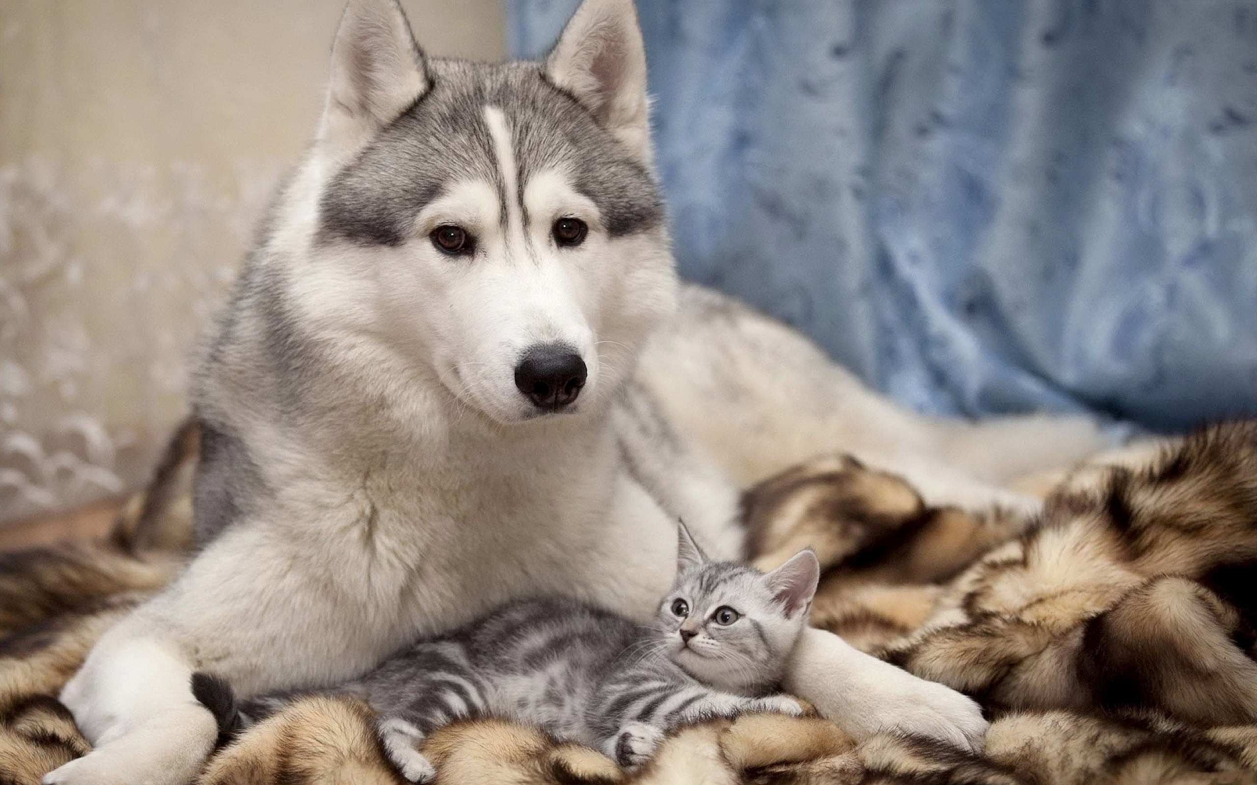 Котипес или песикот