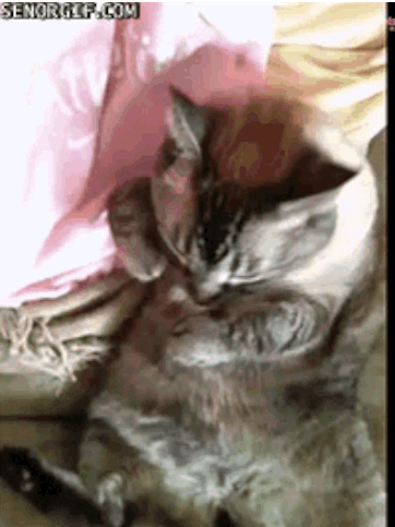 31 случай, когда коты были по-настоящему добрыми коты, позитив, добро, животные, дети