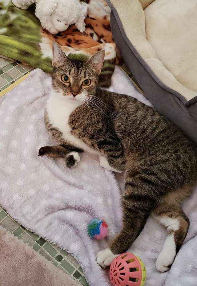 помощь кошке кошка отдыхает