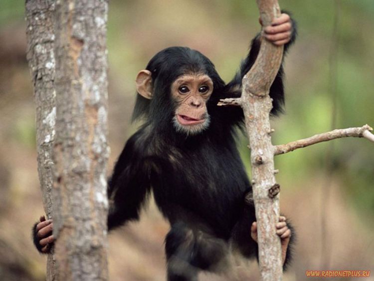 Забавные животные (34 фото) Забавные животные (34 фото)