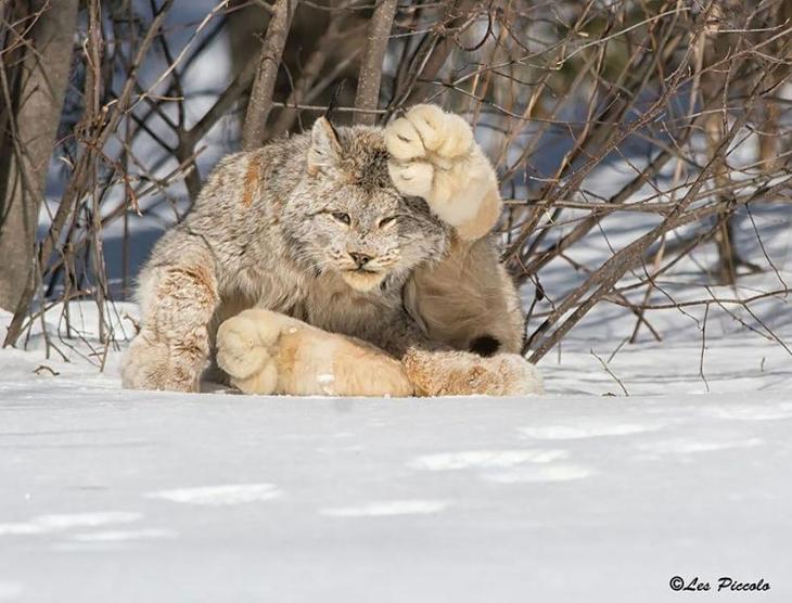 редкие дикие кошки, виды кошек, необычные кошки