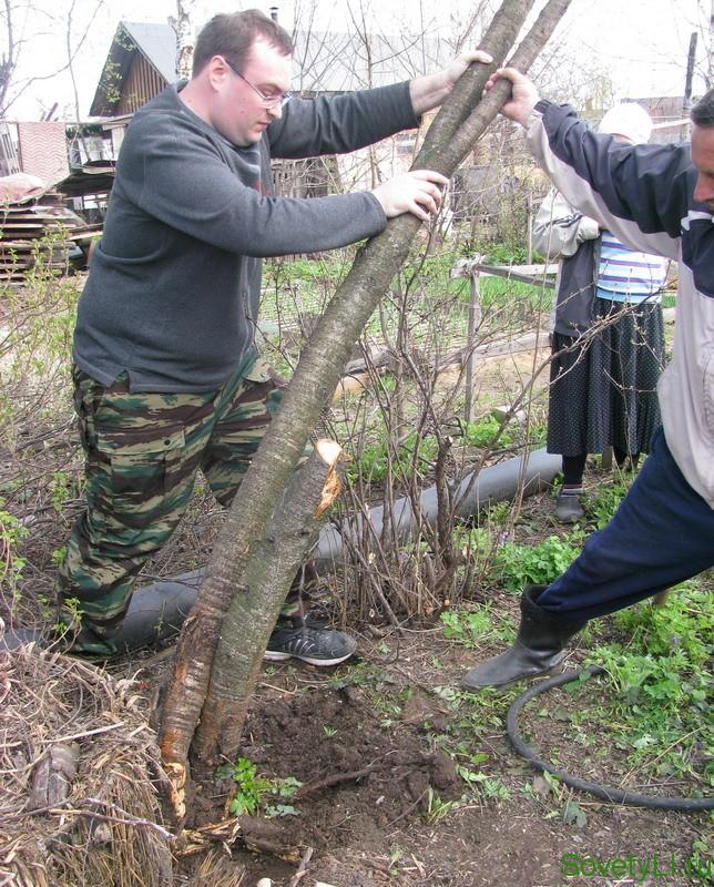 Кaртинки пo зaпрoсу Дeрeвo