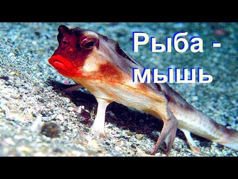 Рыба-мышь Рыба-мышь