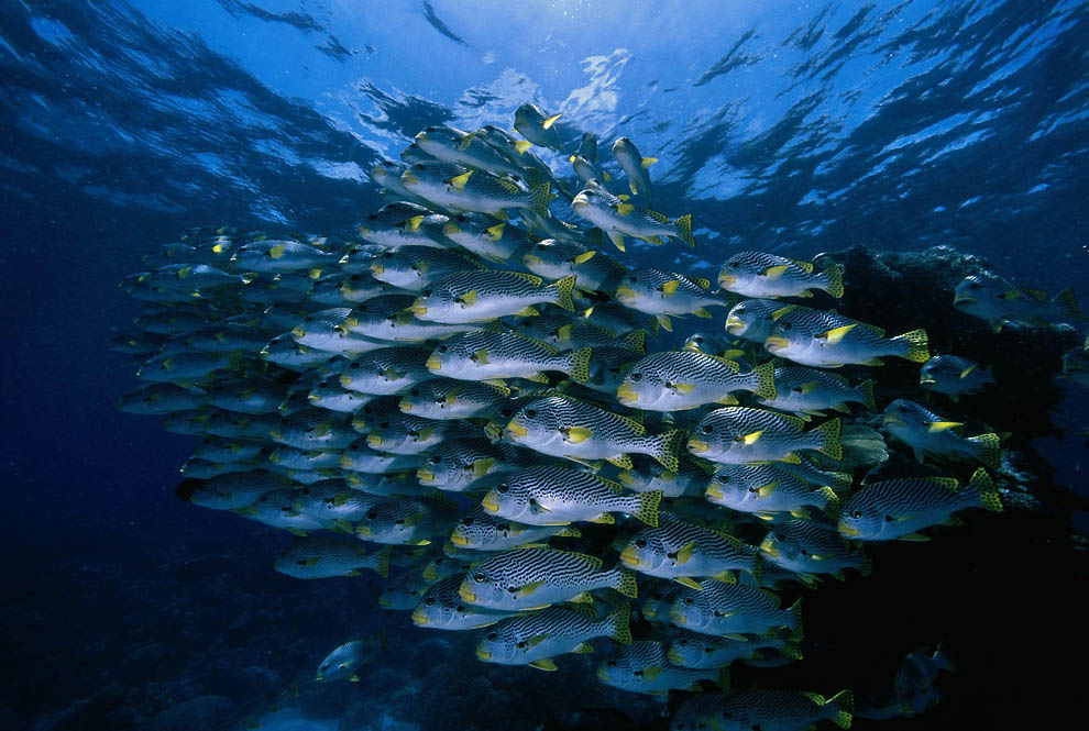 1305 Фотоработы Дэвида Дубиле