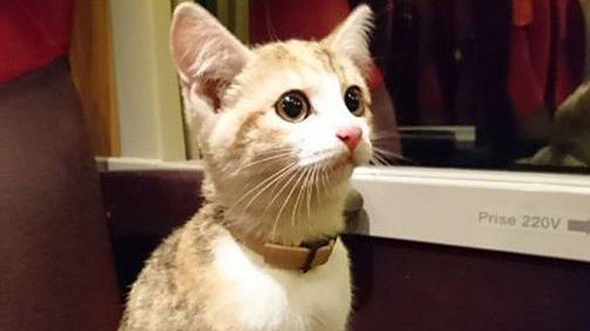 Отважный котенок