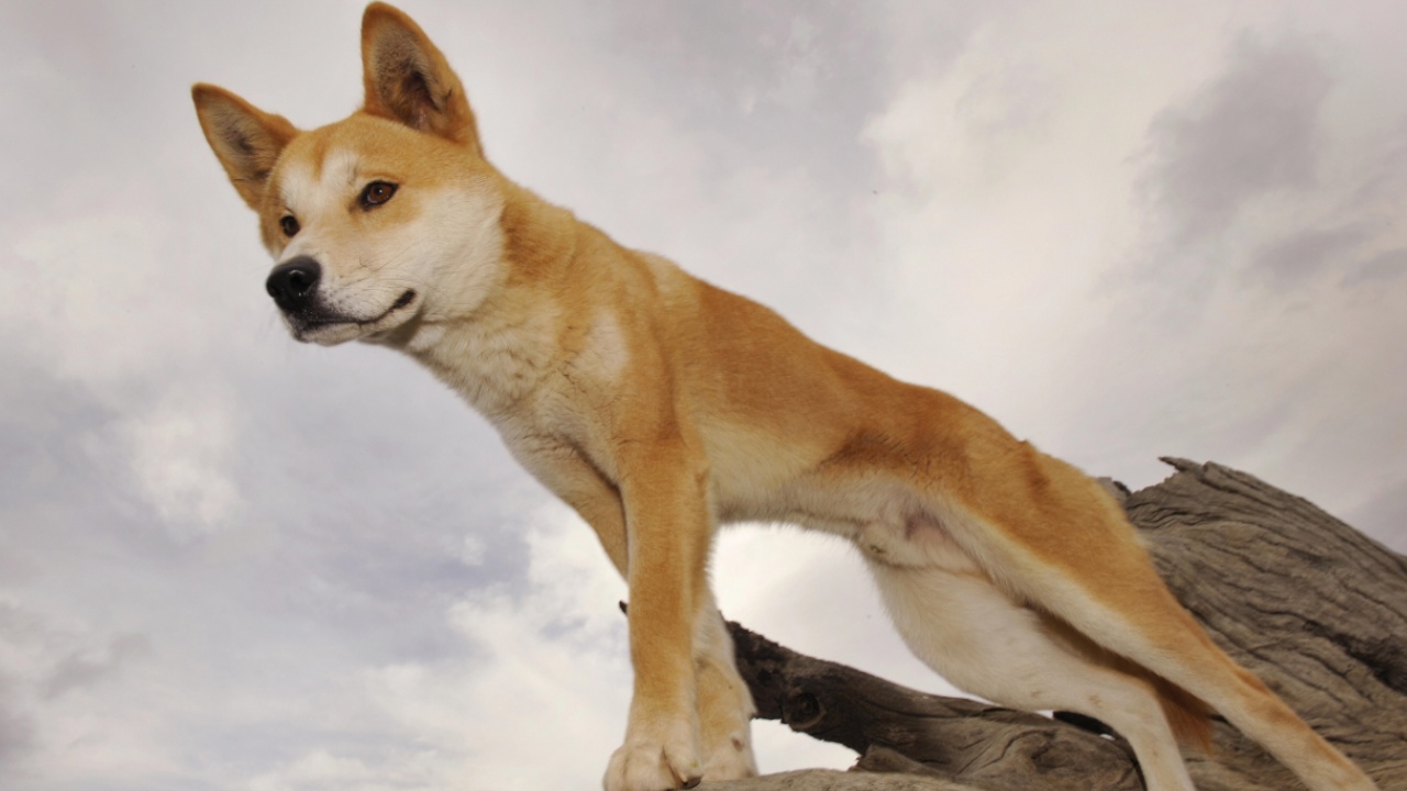 Динго – собака Австралии, которая одичала