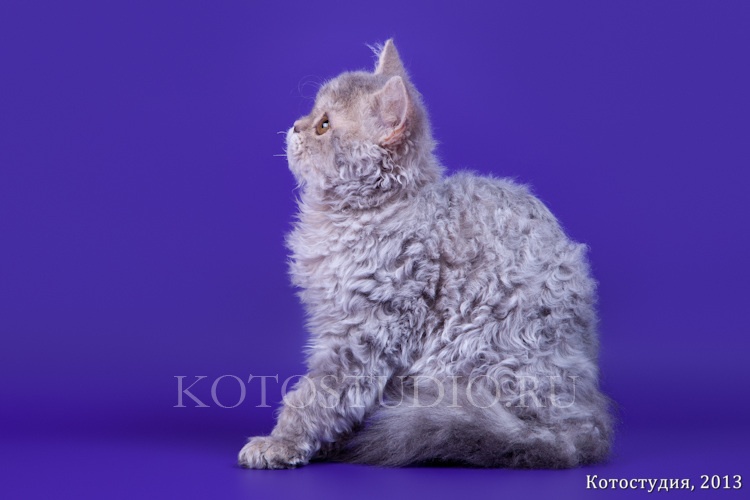 cat-breeds
