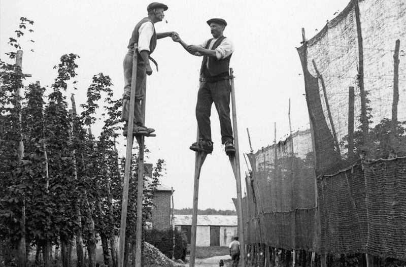 Как собирали хмель в графстве Кент Как собирали хмель в графстве Кент