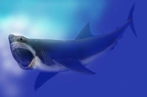 Мегалодон: удивительные факты об ужасной акуле-убийце