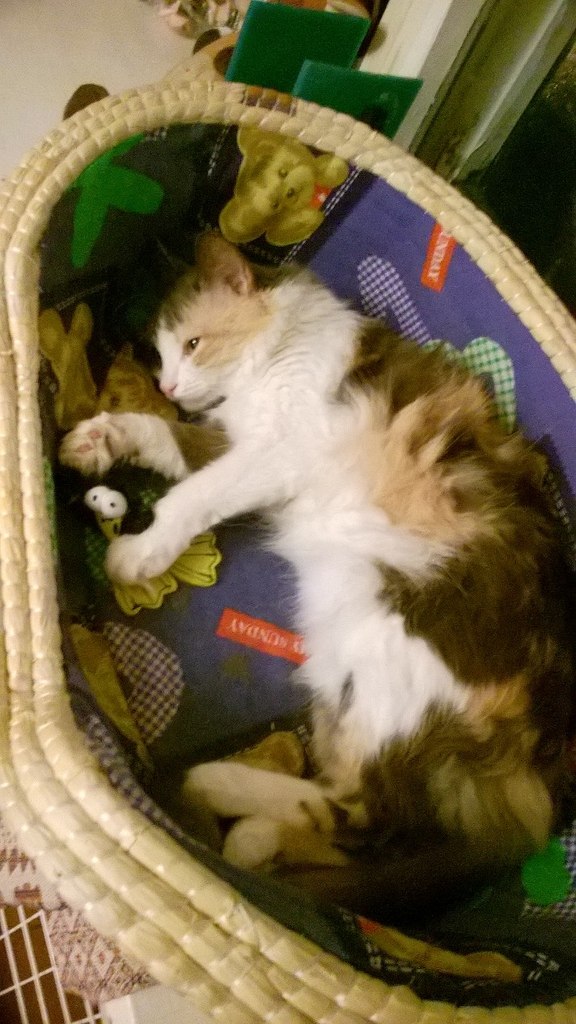 дом для котов кошка отдыхает