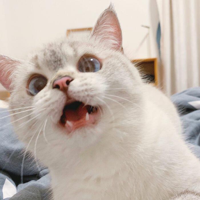 Драматичная кошка Нана