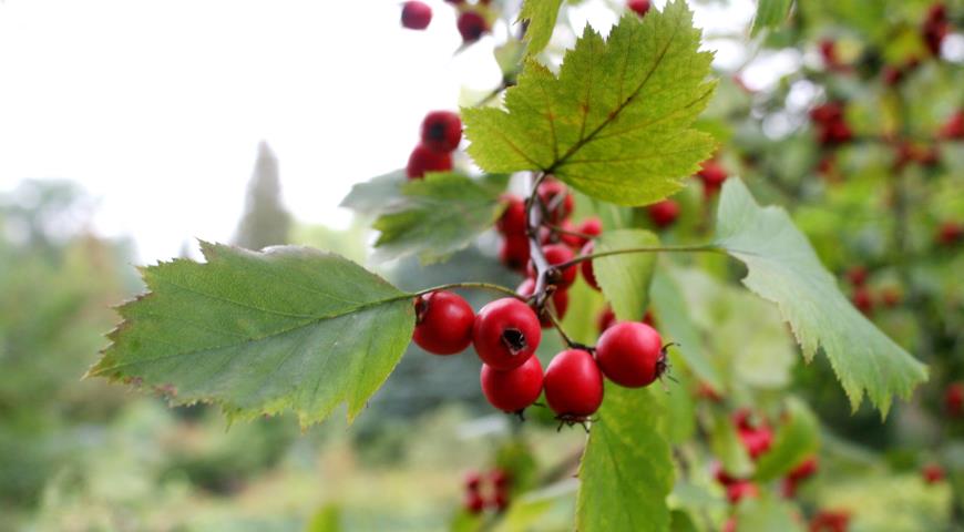 Боярышник кроваво-красный (Crataegus sanguinea)