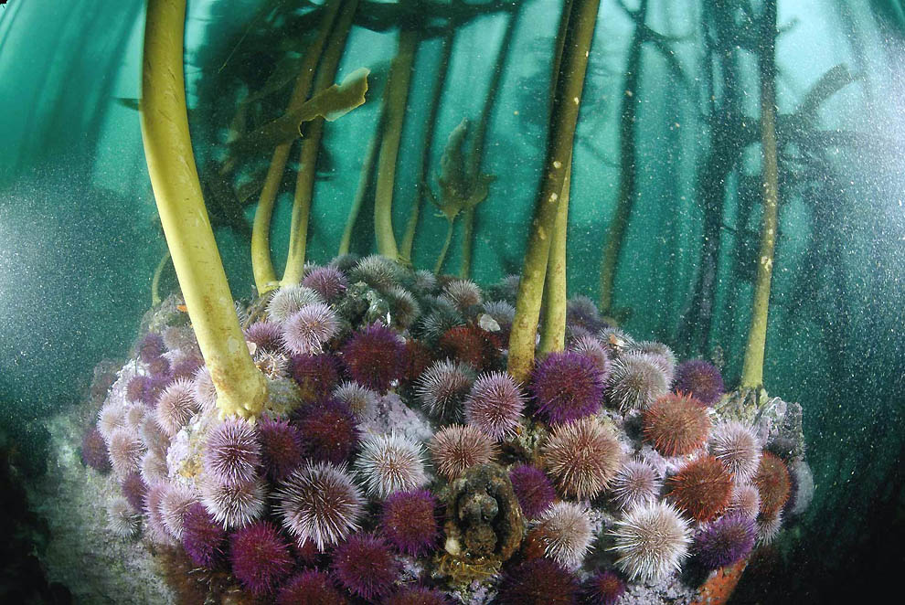 2340 Фотоработы Дэвида Дубиле