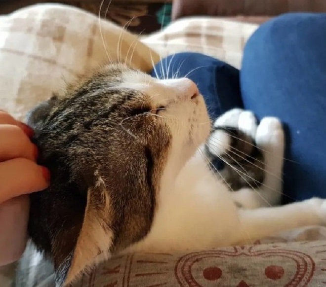 Довольный кот Котика гладят
