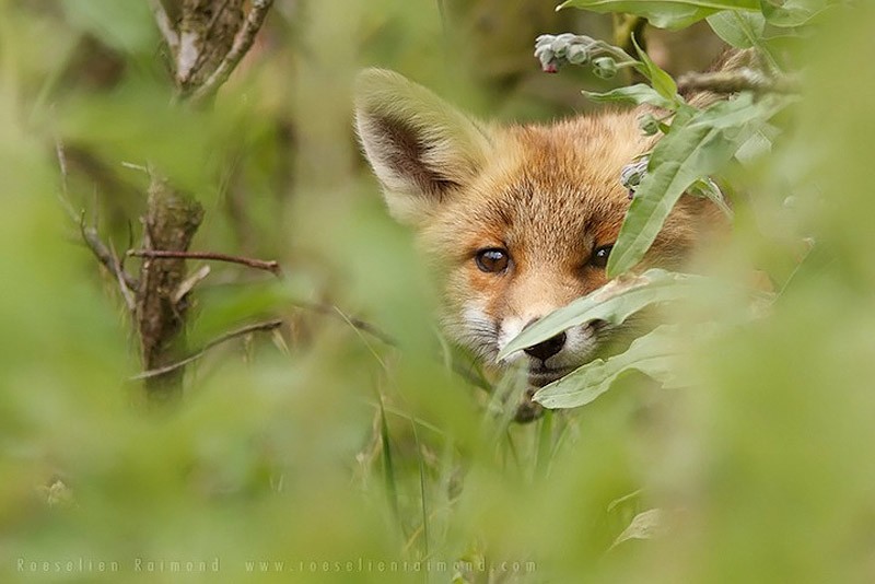 fox10    