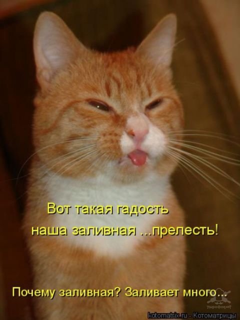 Свеженькие котоматрицы Свеженькие котоматрицы
