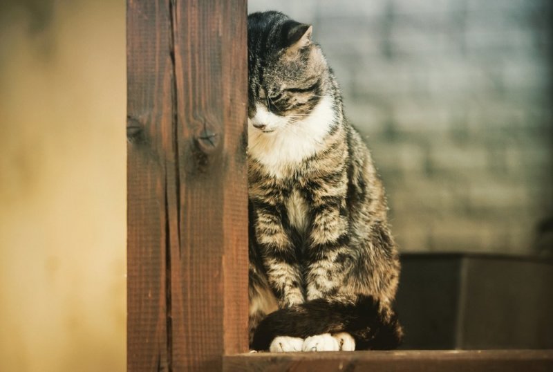 Горожанам запретили держать дома больше двух котов Горожанам запретили держать дома больше двух котов ynews, власти, кот, правила, собака, тольятти, штраф