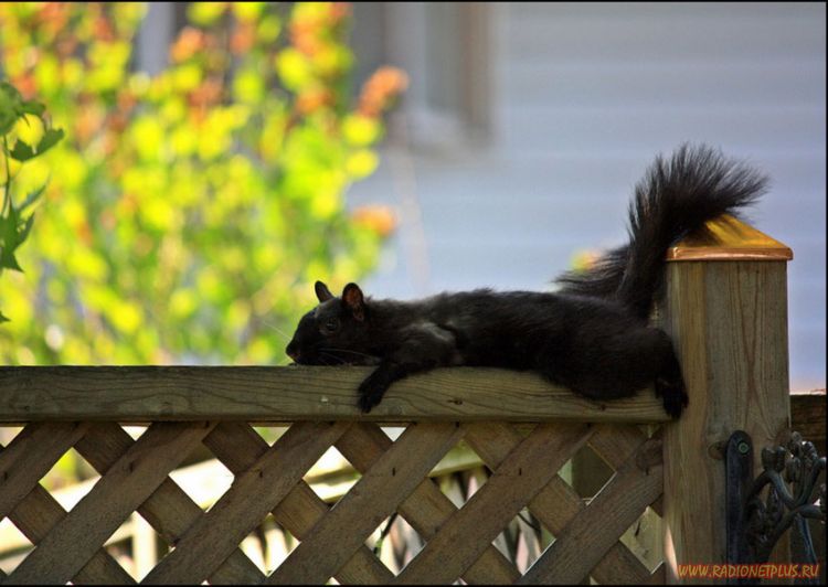 Забавные животные (34 фото) Забавные животные (34 фото)