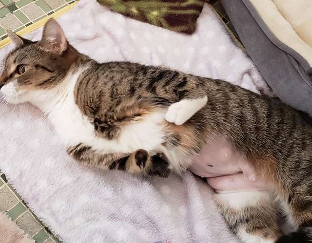 кошка ищет дом больная кошка