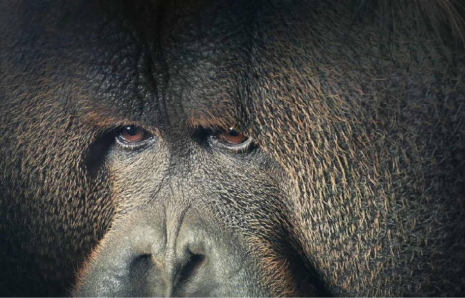 2. Фото из серии «Больше чем человек» (Tim Flach)
