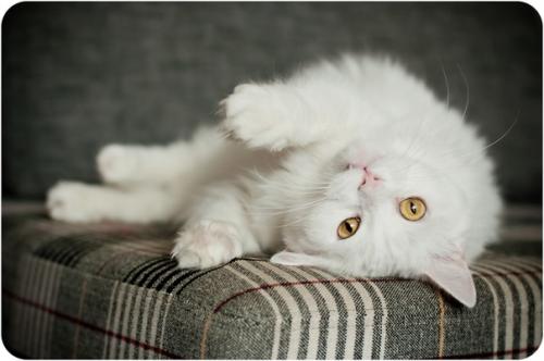 Кототворчество. Кошку в подъезде Ольга сразу заметила. Кототворчество. Кошку в подъезде Ольга сразу заметила.