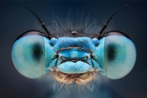 Впечатляющие макроснимки насекомых