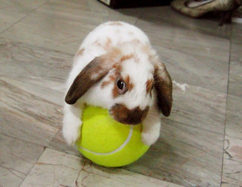 Крольчата (18 фото)