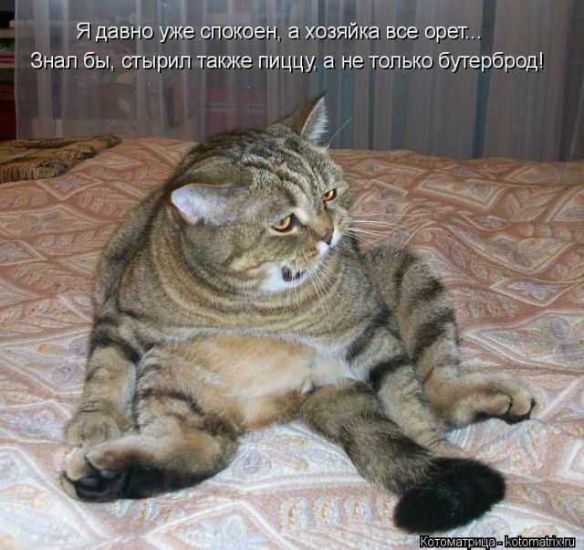 Самые свежие котоматрицы )) Самые свежие котоматрицы ))