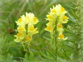 Linaria vulgaris
