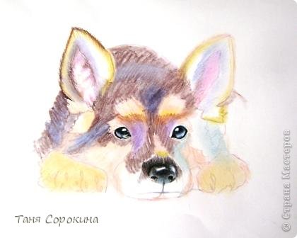 Картина панно рисунок Рисование и живопись Тренируюсь на щенках  Пастель фото 2