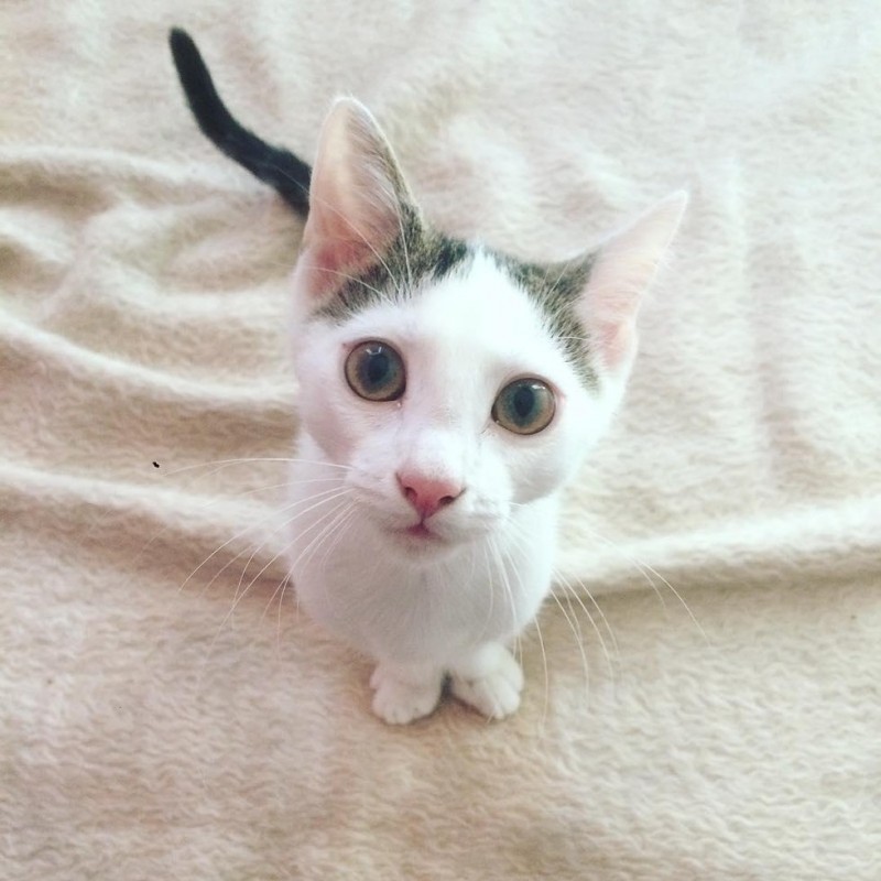 Двуногий кот Ракета Двуногий кот Ракета