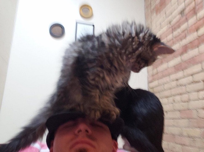 Котенок у мужчины на голове Котенок сидит
