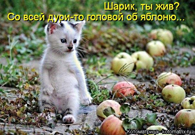 Пятничная котоматрица! Пятничная котоматрица!