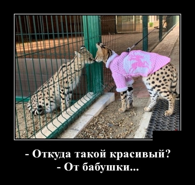 Демотиваторы Демотиваторы