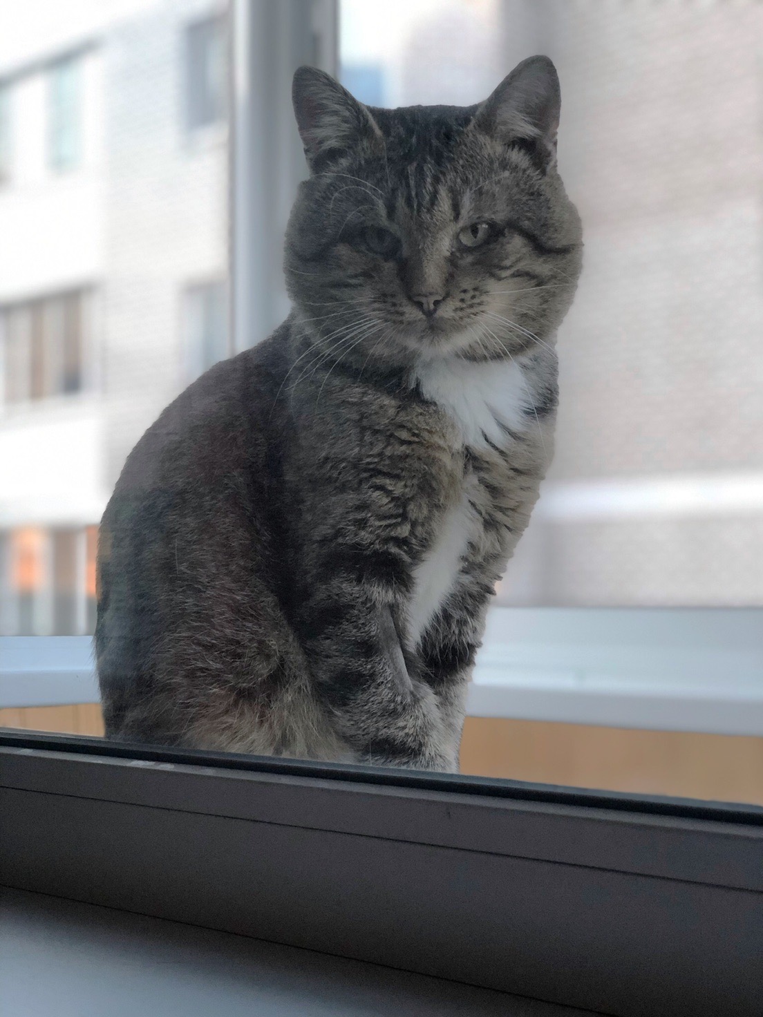 лечение кота кот у окна